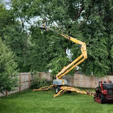 Best Arborist Consultation Services  in Colleyville, TX