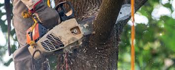 Best Tree Cabling and Bracing  in Colleyville, TX