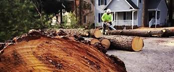 Best Commercial Tree Services  in Colleyville, TX