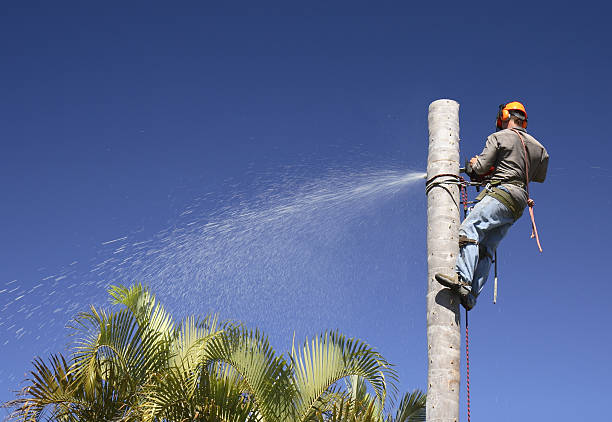 Best Storm Damage Tree Cleanup  in Colleyville, TX