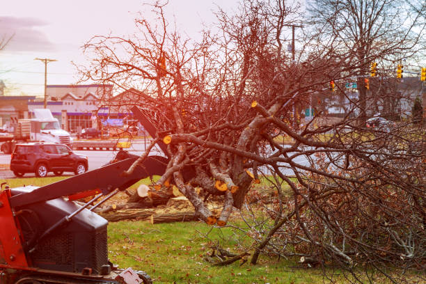 How Our Tree Care Process Works  in  Colleyville, TX