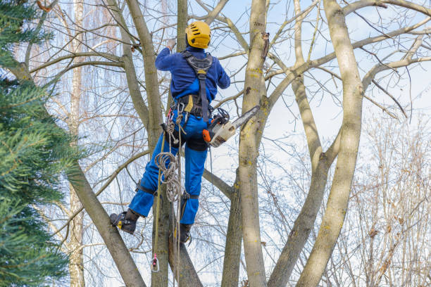 Tree and Shrub Care in Colleyville, TX