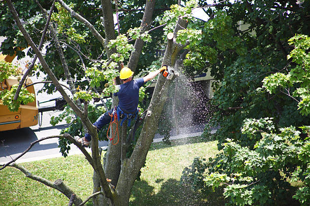 Best Tree Disease Treatment  in Colleyville, TX