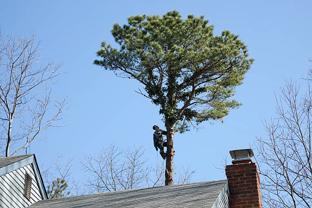 Best Tree Mulching  in Colleyville, TX